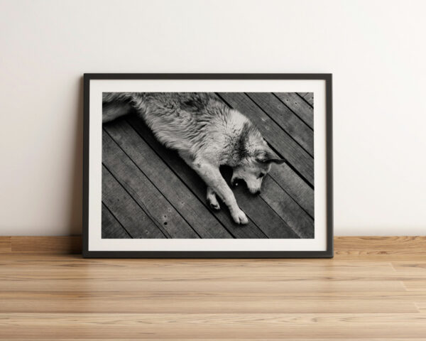Chien